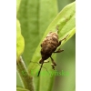 Curculio nucum Linnaeus, 1758 Słonik orzechowiec
